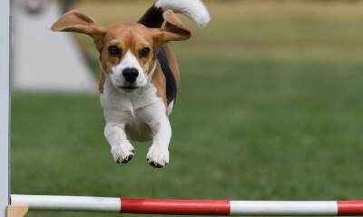 Beagle jumping a high jump beam