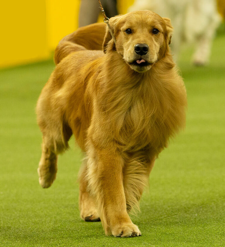 Things to do - Great American Dog Show by International Kennel Club of ...