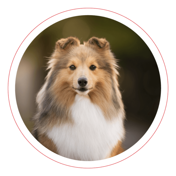 Specialties Great American Dog Show by International Kennel Club of