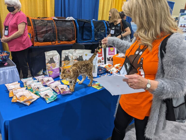 Bengal walking on DrE display at AAFP