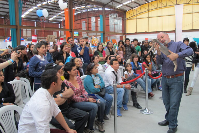 Cat show judging