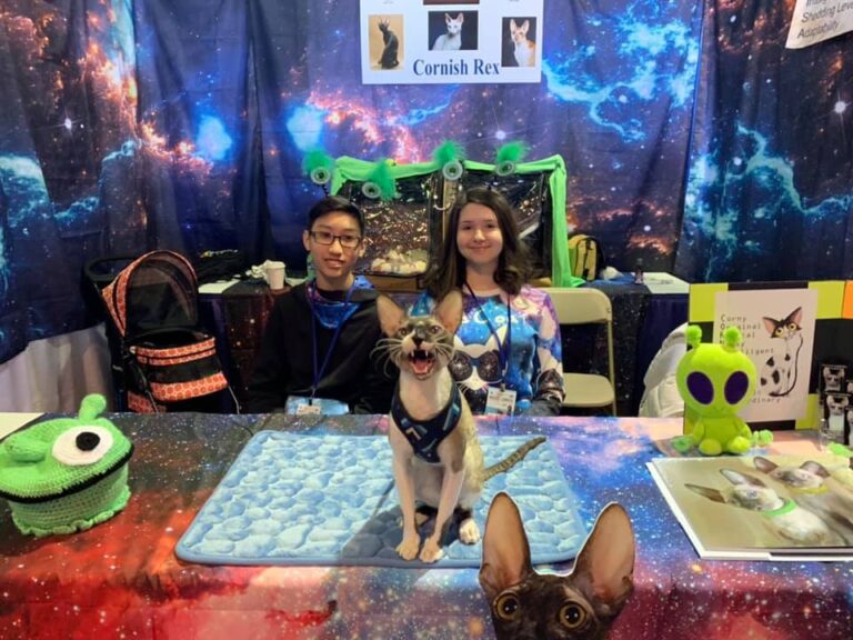Cornish Rex cat in booth