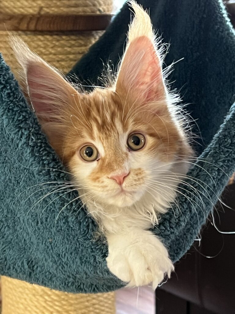 MaineCoon Kitten2