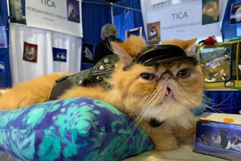 Persian CoolCat