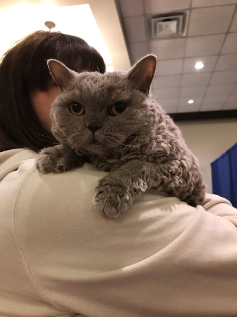Selkirk Rex cat