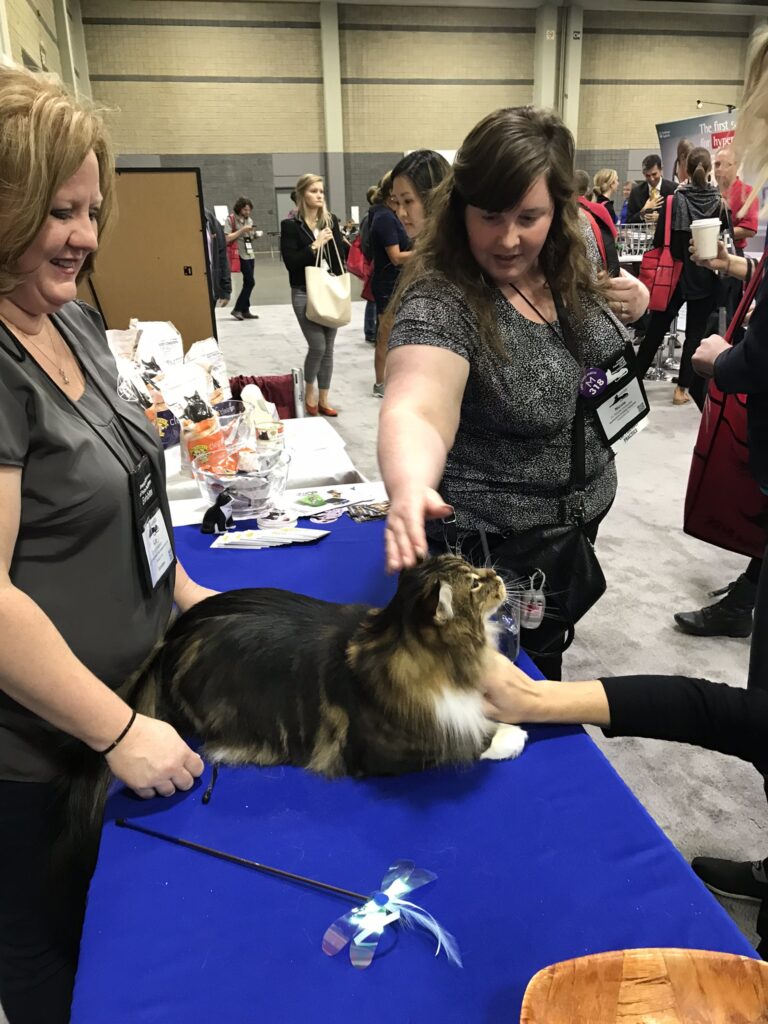 Visitors Petting MaineCoon