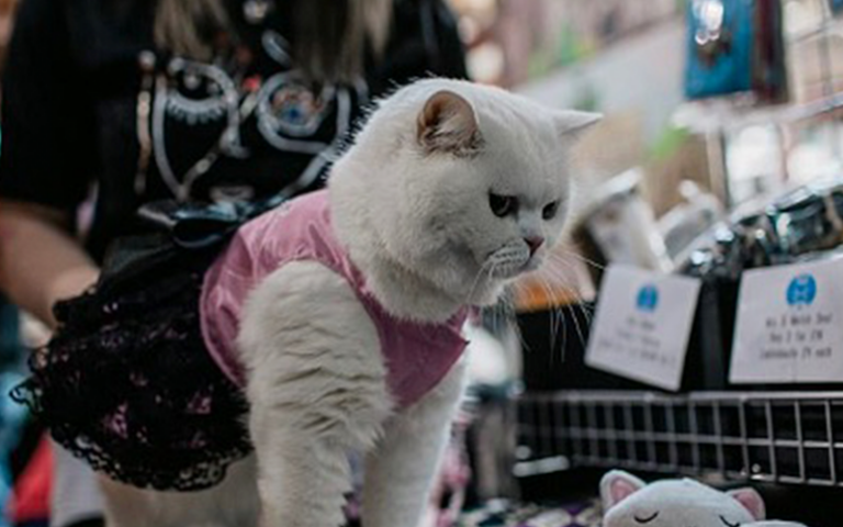 cat_1