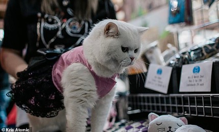 fashion_show