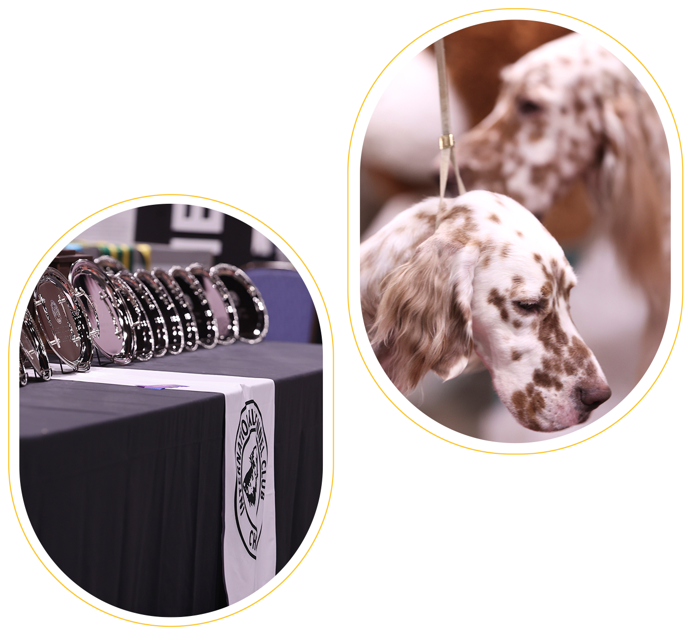 Specialties Great American Dog Show by International Kennel Club of