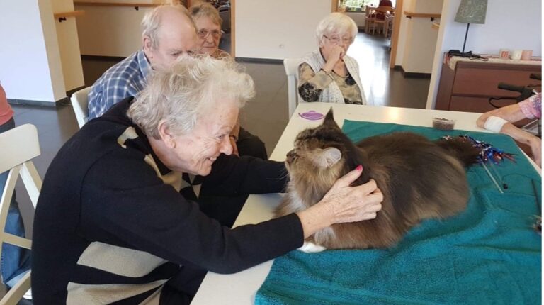 therapy_cats
