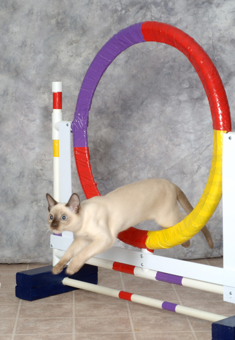 tonkinese-hoop copy