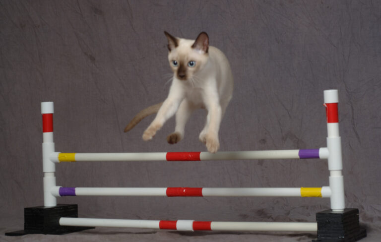 tonkinese jumping
