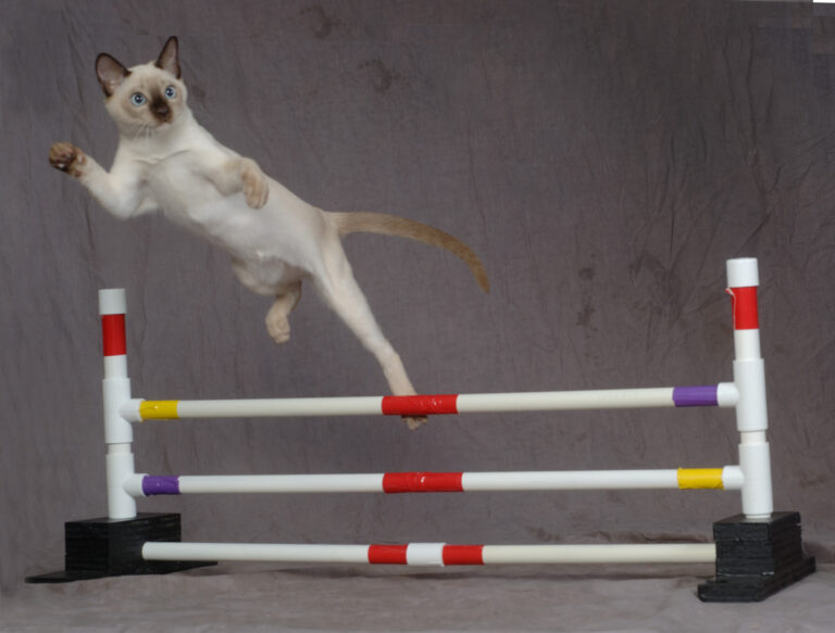tonkinese3jumping
